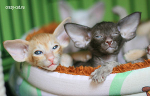 IMG_4225_600_Bantik+Female2