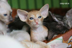 IMG_4334_600_Bantik