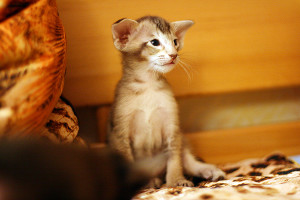 IMG_6089_600_male1