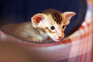 IMG_6102_600_female2