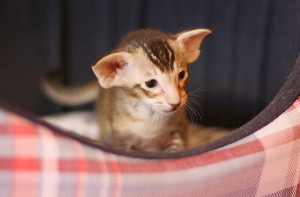 IMG_6129_600_female2