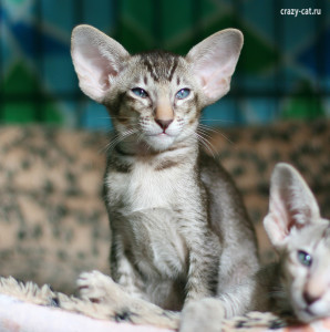 IMG_1242_Fennec